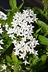 Graffiti OG White Star Flower (Pentas lanceolata 'Graffiti OG White') at Lakeshore Garden Centres