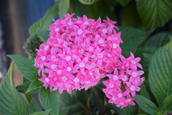 Butterfly Deep Pink Star Flower (Pentas lanceolata 'PAS2208') at A Very Successful Garden Center