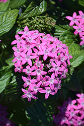 Butterfly Lavender Shades Star Flower (Pentas lanceolata 'Butterfly Lavender Shades') at A Very Successful Garden Center