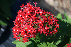 Butterfly Red Star Flower (Pentas lanceolata 'PAS94611') at A Very Successful Garden Center