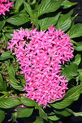 Lucky Star Dark Pink Star Flower (Pentas lanceolata 'Lucky Star Dark Pink') at Lakeshore Garden Centres