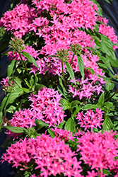 BeeBright Pink Star Flower (Pentas lanceolata 'BeeBright Pink') at A Very Successful Garden Center