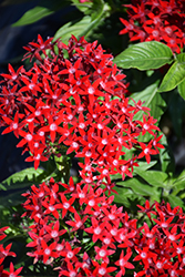 BeeBright Red Star Flower (Pentas lanceolata 'BeeBright Red') at Lakeshore Garden Centres