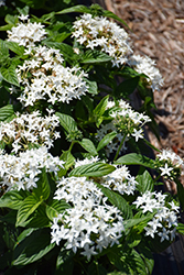 BeeBright White Star Flower (Pentas lanceolata 'BeeBright White') at A Very Successful Garden Center