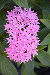 HoneyCluster Pink Star Flower (Pentas lanceolata 'Honey Cluster Pink') at A Very Successful Garden Center