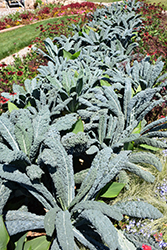 Black Magic Kale (Brassica oleracea var. sabellica 'Black Magic') at A Very Successful Garden Center