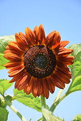 Velvet Queen Sunflower (Helianthus annuus 'Velvet Queen') at Lakeshore Garden Centres