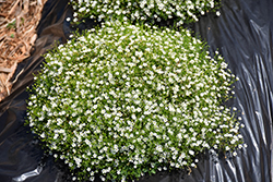 Gypsy Compact White Baby's Breath (Gypsophila muralis 'Gypsy Compact White') at Stonegate Gardens