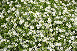 Gypsy Compact White Baby's Breath (Gypsophila muralis 'Gypsy Compact White') at Stonegate Gardens