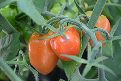 Magnusa 100 Tomato (Solanum lycopersicum 'Magnusa 100') at A Very Successful Garden Center