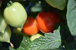 Heartbreakers Dora Tomato (Solanum lycopersicum 'Heartbreakers Dora') at A Very Successful Garden Center