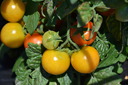 Ponchi-Fa Tomato (Solanum lycopersicum 'Ponchi-Fa') at A Very Successful Garden Center