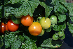 Ponchi-Re Tomato (Solanum lycopersicum 'Ponchi-Re') at A Very Successful Garden Center