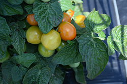 Ponchi-Mi Tomato (Solanum lycopersicum 'Ponchi-Mi') at A Very Successful Garden Center