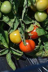 James Tomato (Solanum lycopersicum 'James') at A Very Successful Garden Center