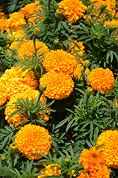 Moonstruck Orange Marigold (Tagetes erecta 'Moonstruck Orange') at A Very Successful Garden Center