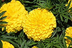 Moonstruck Yellow Marigold (Tagetes erecta 'Moonstruck Yellow') at A Very Successful Garden Center