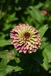 Queen Red Lime Zinnia (Zinnia 'Queen Red Lime') at Lakeshore Garden Centres