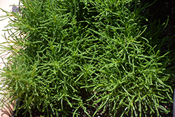 Zest Kalamata Santolina (Santolina rosmarinifolia 'Zest Kalamata') at A Very Successful Garden Center
