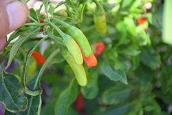 Pikito Hot Pepper (Capsicum annuum 'Pikito') at A Very Successful Garden Center