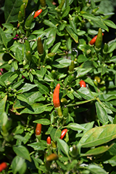 Demon Red Hot Pepper (Capsicum annuum 'Demon Red') at A Very Successful Garden Center