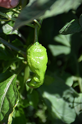 Bhut Jolokia Hot Pepper (Capsicum chinense 'Bhut Jolokia') at A Very Successful Garden Center