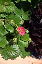 Berries Galore Rose Strawberry (Fragaria ananassa 'Rose Strawberry') at Stonegate Gardens