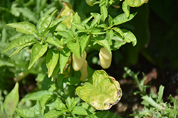 Habanero White Pepper (Capsicum chinense 'Habanero White') at A Very Successful Garden Center