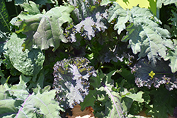 Kale Storm Mixture (Brassica oleracea var. sabellica 'Storm Mixture') at A Very Successful Garden Center