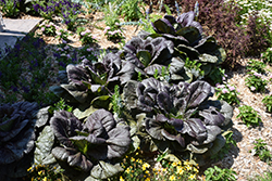 Darkibor Kale (Brassica oleracea var. sabellica 'Darkibor') at A Very Successful Garden Center
