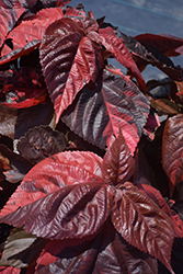 Copperhead Copper Plant (Acalypha wilkesiana 'Copperhead') at A Very Successful Garden Center
