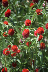 Budacious Radiant Red Gomphrena (Gomphrena 'Budacious Radiant Red') at A Very Successful Garden Center