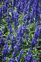 Mannequin Blue Mountain Salvia (Salvia farinacea 'Mannequin Blue Mountain') at A Very Successful Garden Center