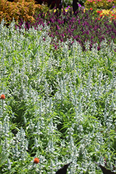 Mannequin Snow Mountain Salvia (Salvia farinacea 'Mannequin Snow Mountain') at A Very Successful Garden Center