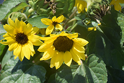 Sunsation Yellow Sunflower (Helianthus annuus 'Sunsation Yellow') at A Very Successful Garden Center