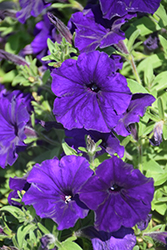 Perfectunia Blue Petunia (Petunia 'Perfectunia Blue') at A Very Successful Garden Center