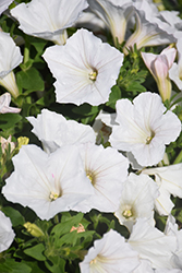 Fortunia White Petunia (Petunia 'Fortunia White') at A Very Successful Garden Center