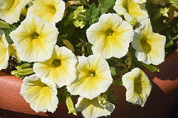 Fortunia Early Yellow Petunia (Petunia 'Fortunia Early Yellow') at Lakeshore Garden Centres