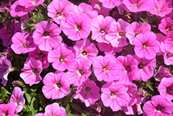 Fortunia Early Pink Petunia (Petunia 'Fortunia Early Pink') at Lakeshore Garden Centres