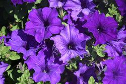 Fortunia Early Blue Petunia (Petunia 'Fortunia Early Blue') at Lakeshore Garden Centres