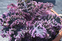 Tricolor Kale (Brassica oleracea var. acephala 'Tricolor') at A Very Successful Garden Center