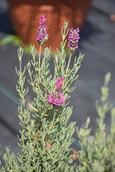 The Princess Spanish Lavender (Lavandula stoechas 'IBPR901-2') at A Very Successful Garden Center