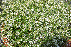 Glitz Euphorbia (Euphorbia graminea 'Glitz') at A Very Successful Garden Center