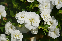 MiniFamous Double Compact White Calibrachoa (Calibrachoa 'MiniFamous Double Compact White') at A Very Successful Garden Center