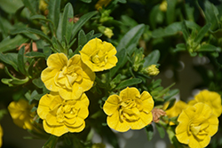 MiniFamous Double Deep Yellow Calibrachoa (Calibrachoa 'MiniFamous Double Deep Yellow') at A Very Successful Garden Center