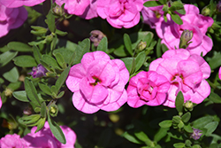 MiniFamous Double Pink Calibrachoa (Calibrachoa 'MiniFamous Double Pink') at A Very Successful Garden Center