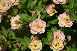 MiniFamous Double Compact Rose Chai Calibrachoa (Calibrachoa 'KLECA11226') at A Very Successful Garden Center