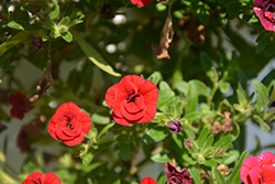 MiniFamous Double Compact Red Calibrachoa (Calibrachoa 'MiniFamous Double Compact Red') at A Very Successful Garden Center