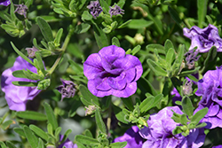 MiniFamous Double Blue Calibrachoa (Calibrachoa 'MiniFamous Double Blue') at A Very Successful Garden Center
