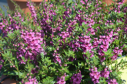 Statuesque Blue Angelonia (Angelonia angustifolia 'Statuesque Pink') at A Very Successful Garden Center